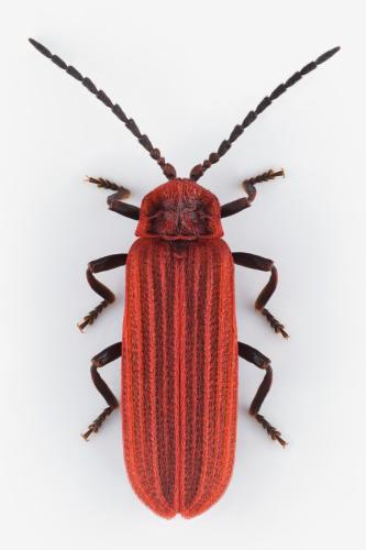Lopheros rubens