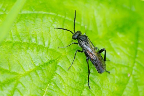 Macrophya annulata