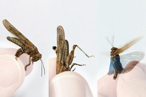 Réf. 330 004 : Sphingonotus caerulans