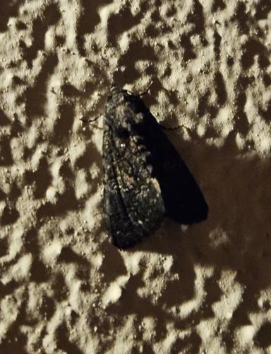 Réf. 330 130 : Aedia leucomelas