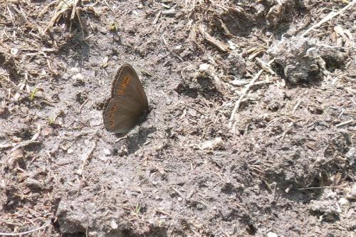 Erebia oeme