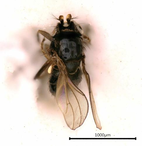 Réf. 330 607 : Hydrellia albilabris