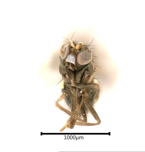 Réf. 330 615 : Hydrellia albilabris