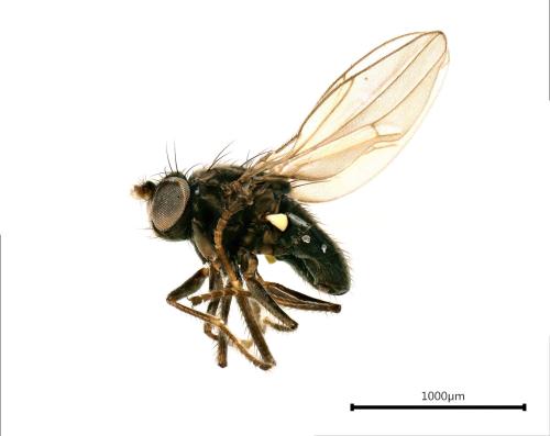 Réf. 330 575 : Hydrellia albilabris