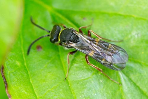 Nysson sp.