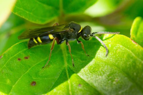 Nysson sp.