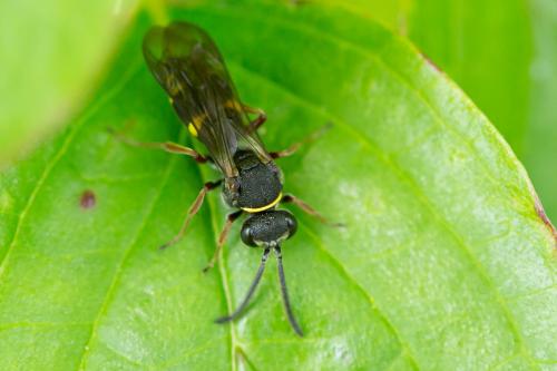 Nysson sp.