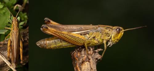 Réf. 330 206 : Stauroderus scalaris scalaris