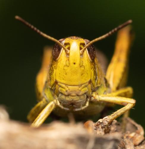 Réf. 330 207 : Stauroderus scalaris scalaris