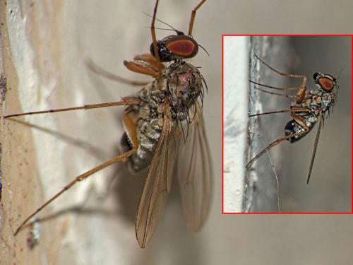Medetera sp.