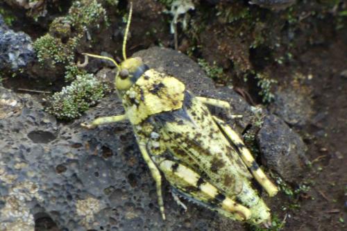 Réf. 330 453 : Locustinae inconnu