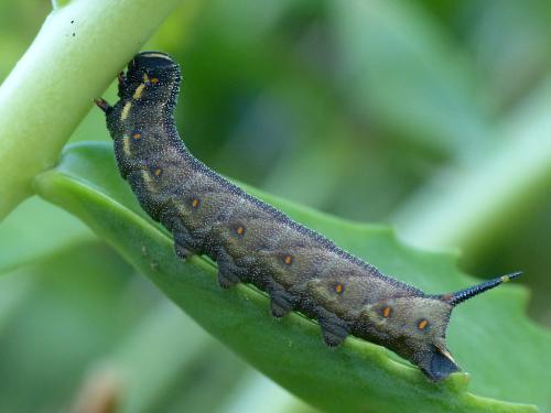 Réf. 330 454 : Agrius convolvuli