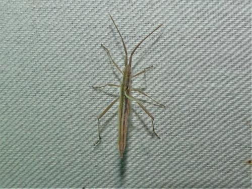 Chorosoma schillingii