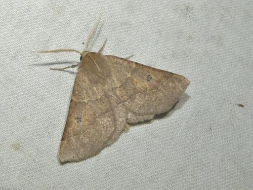 Réf. 330 076 : Crocallis dardoinaria