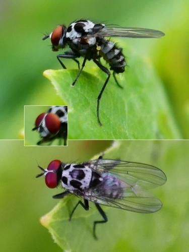 Réf. 330 685 : Anthomyia procellaris