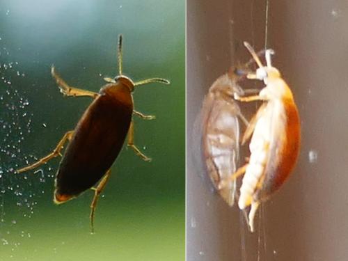 Anaspis sp.