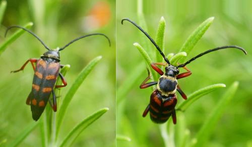 Leptura aurulenta