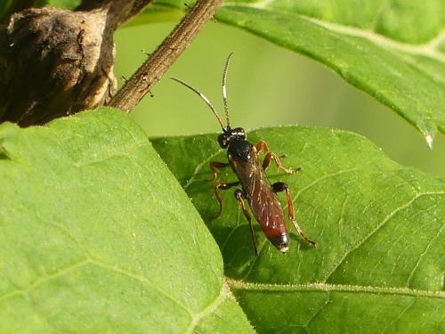 Phaeogenes sp.