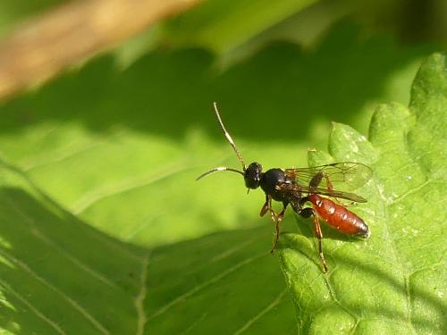 Phaeogenes sp.
