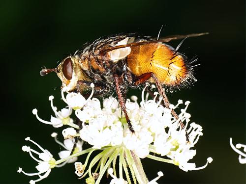 Réf. 330 281 : Tachina magnicornis