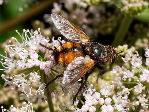 Réf. 330 280 : Tachina magnicornis