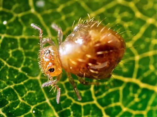 Allacma fusca