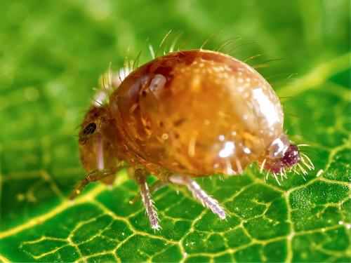 Allacma fusca