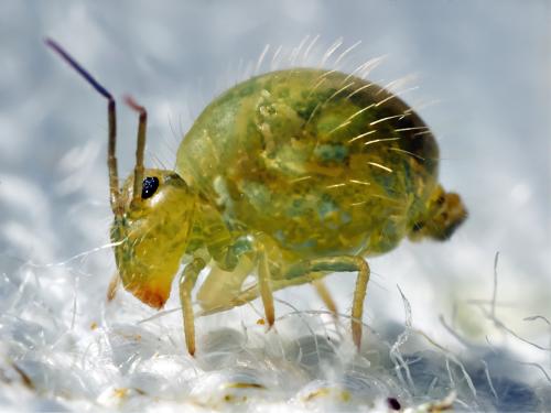 Sminthurus viridis