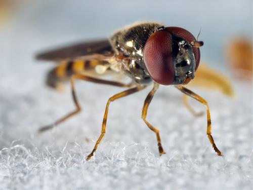 Melanostoma mellinum