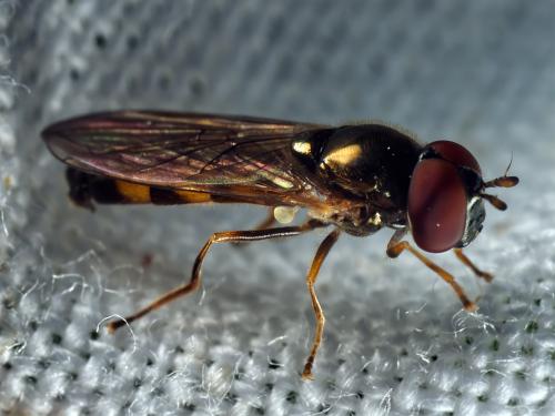 Melanostoma mellinum