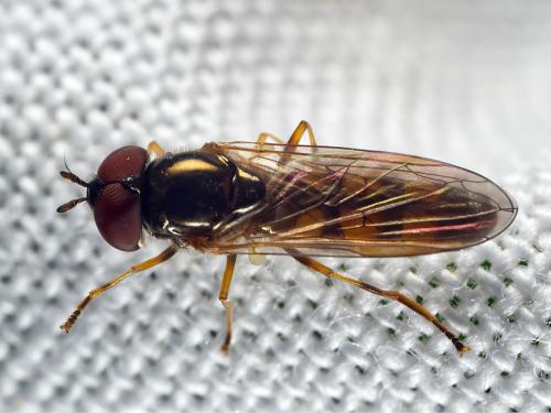 Melanostoma mellinum