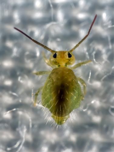 Sminthurus viridis