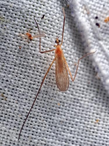 Molophilus sp.