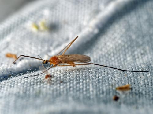 Molophilus sp.