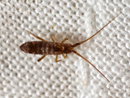 Réf. 330 082 : Pogonognathellus longicornis