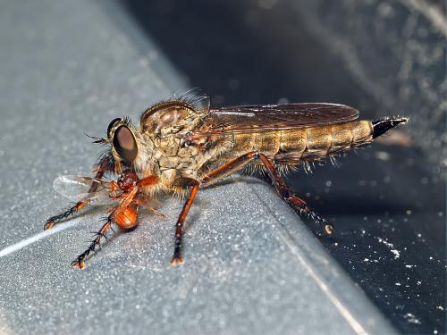 Réf. 330 340 : Tolmerus atricapillus