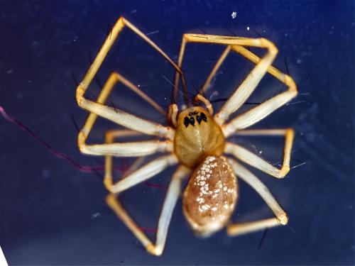 Tenuiphantes tenuis