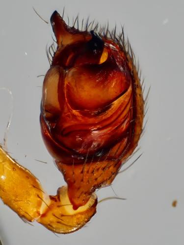Euryopis flavomaculata