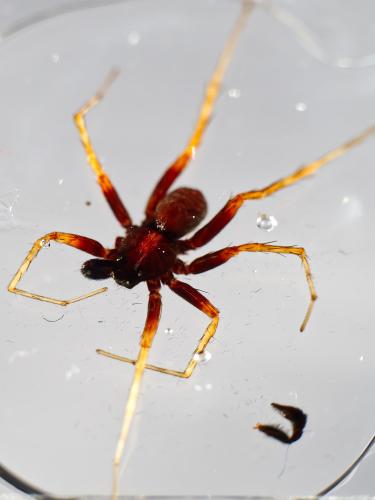 Pardosa saltans