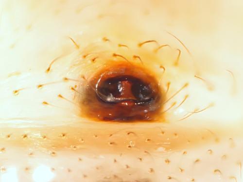 Réf. 330 773 : Enoplognatha ovata