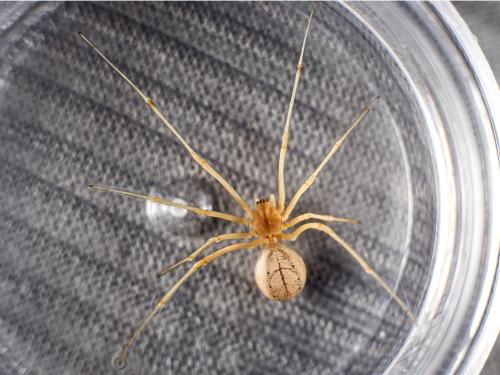 Enoplognatha ovata