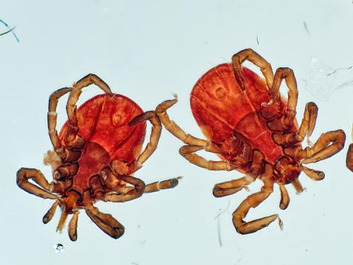 Réf. 330 971 : Ixodes sp.