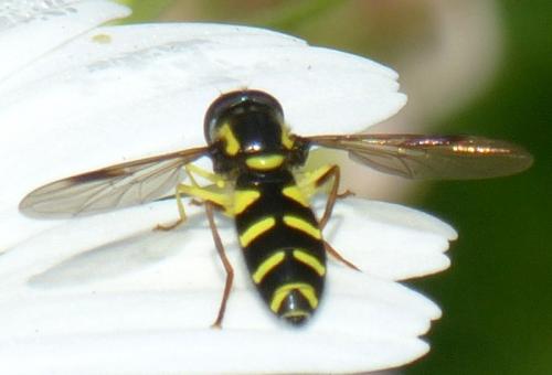 Philhelius pedissequus