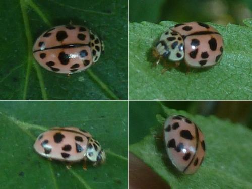 Réf. 330 829 : Oenopia conglobata