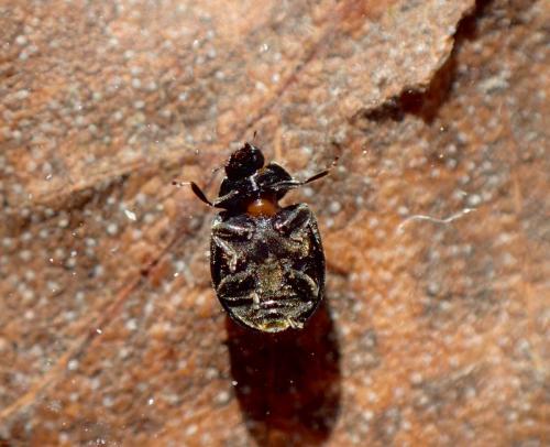 Scymnus nigrinus