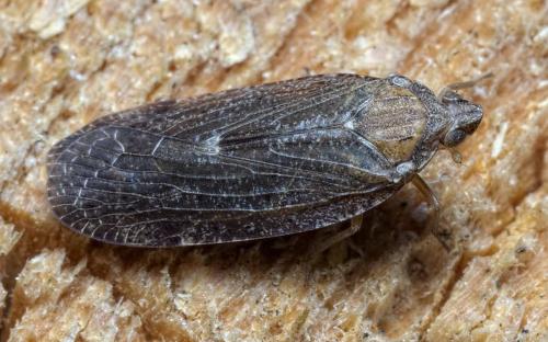 Cixidia sp.