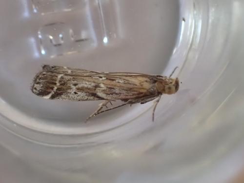 Pempeliella ornatella