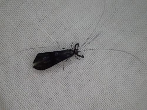 Réf. 330 318 : Mystacides sp.