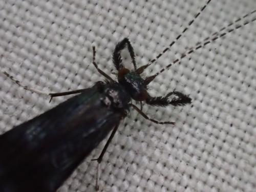 Réf. 330 317 : Mystacides sp.