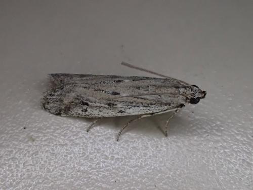 Réf. 330 164 : Phycitodes sp.